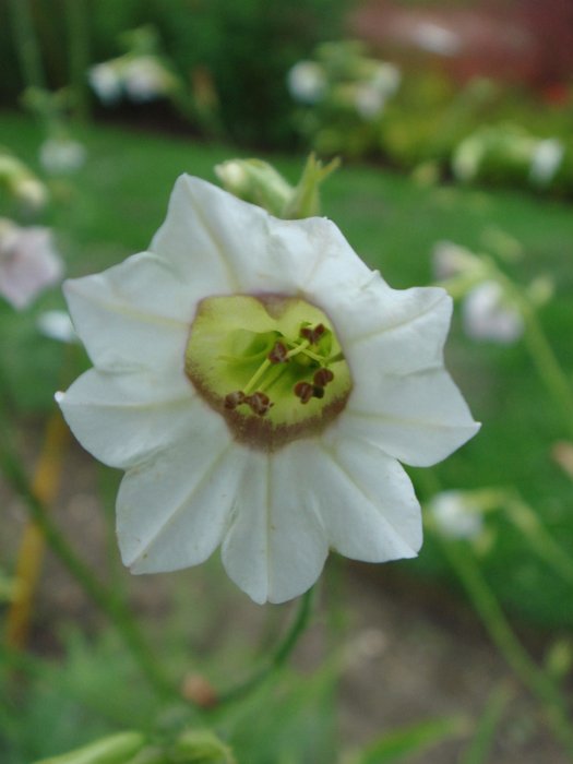 Nicotiana mutabilis 'Marshmallow' fleur